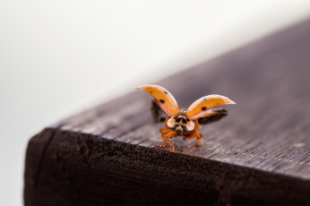 Картинка животные божьи+коровки макро