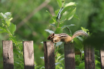 Картинка животные бурундуки дача дикие лето июль грызуны