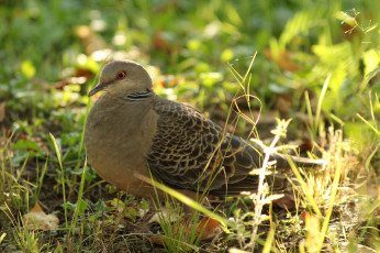 Картинка животные голуби дальний восток горлица сибирская хабаровск птицы большая пернатые дикие