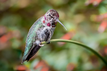 Картинка животные колибри клювик маленькая птичка малышка