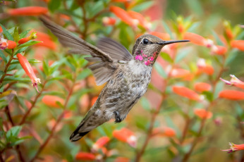 Картинка животные колибри маленькая малышка птичка клювик