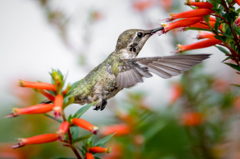 Картинка животные колибри птичка маленькая малышка клювик