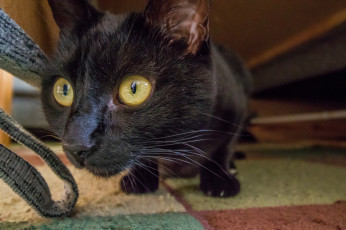 Картинка животные коты кот