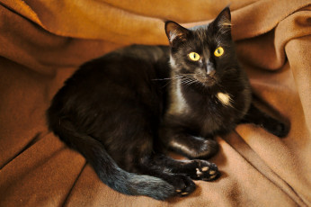 Картинка животные кроты усы морда