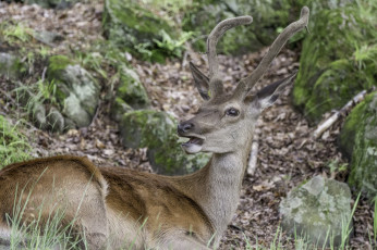 Картинка животные олени олень больной шкура рога