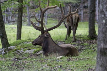 Картинка животные олени рога олень большой