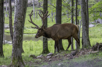 Картинка животные олени рога олень шерсть окрас большой