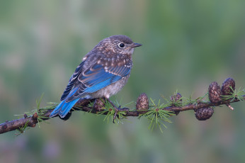 Картинка животные птицы птица окрас перья