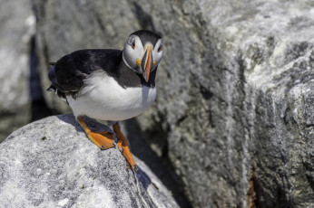 Картинка животные тупики птица атлантический тупик цветы puffin профиль блики