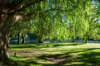 Картинка природа реки озера лес река