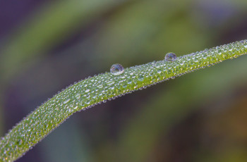 Картинка природа макро травинка