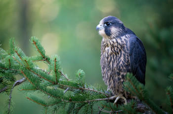 Картинка животные птицы клюв перья окрас птица