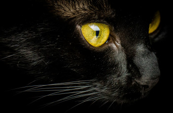 Картинка животные коты взгляд