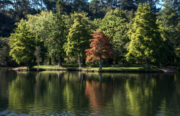 Картинка природа реки озера река лес