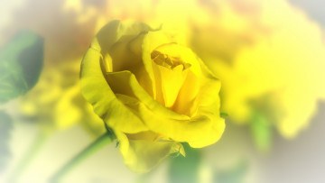 Картинка цветы розы bud petals rose цветение листья лепестки blossoms leaves бутон роза