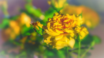 Картинка цветы розы бутон роза petals bud rose цветение листья лепестки blossoms leaves