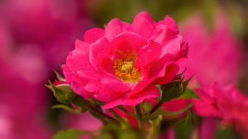 Картинка цветы розы роза листья rose bud blossoms leaves petals лепестки бутон цветение