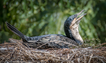 Картинка животные птицы гнездо забавная перья окрас птица