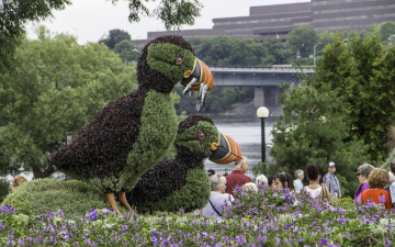 Картинка разное садовые+и+парковые+скульптуры красота клумба парк озеленение скульптура