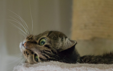 Картинка животные коты киса