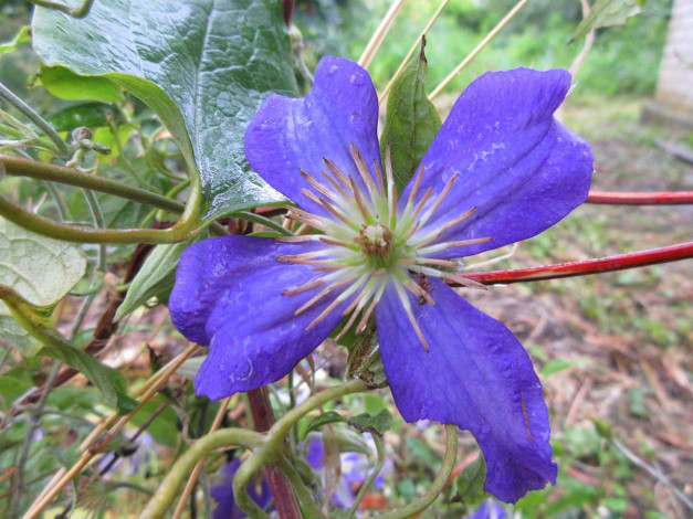 Обои картинки фото цветы, клематис , ломонос, фиолетовый, клематис