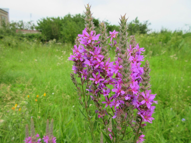 Обои картинки фото цветы, луговые , полевые,  цветы, сиреневые, луговые