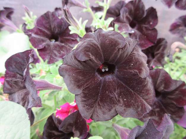 Обои картинки фото цветы, петунии,  калибрахоа, петуния