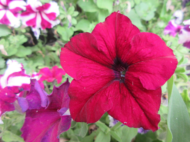 Обои картинки фото цветы, петунии,  калибрахоа, петуния