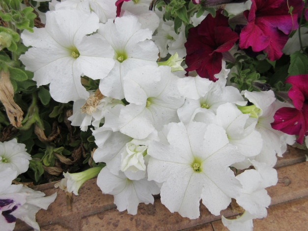 Обои картинки фото цветы, петунии,  калибрахоа, петуния