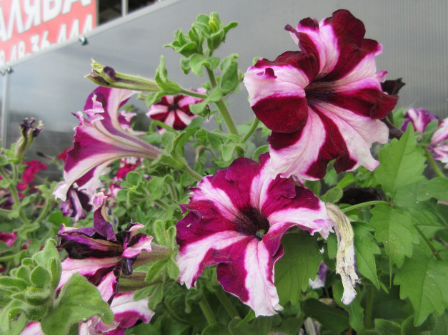 Обои картинки фото цветы, петунии,  калибрахоа, петуния