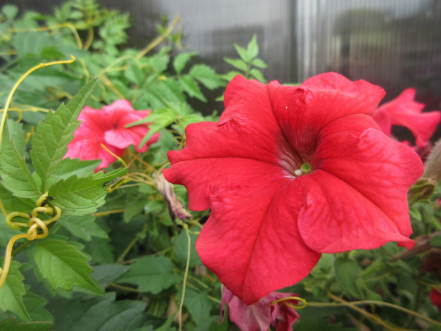 Обои картинки фото цветы, петунии,  калибрахоа, петуния