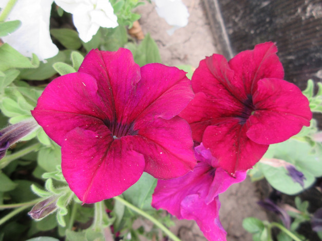 Обои картинки фото цветы, петунии,  калибрахоа, петуния