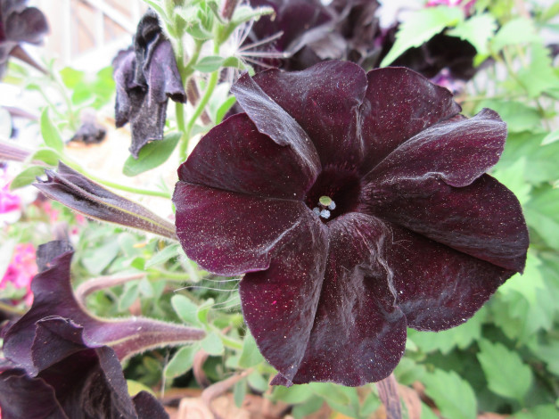 Обои картинки фото цветы, петунии,  калибрахоа, петуния