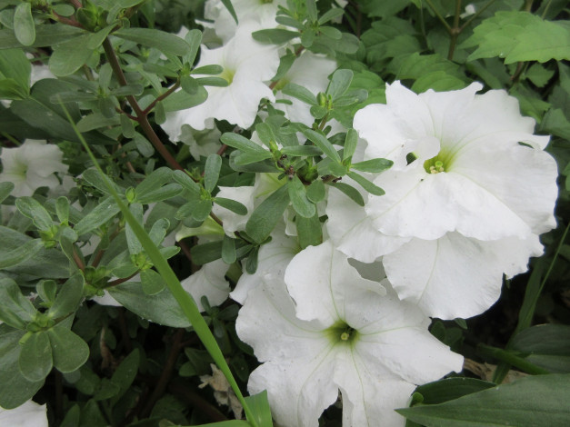 Обои картинки фото цветы, петунии,  калибрахоа, петуния