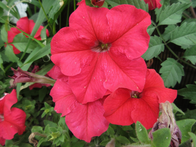 Обои картинки фото цветы, петунии,  калибрахоа, петуния