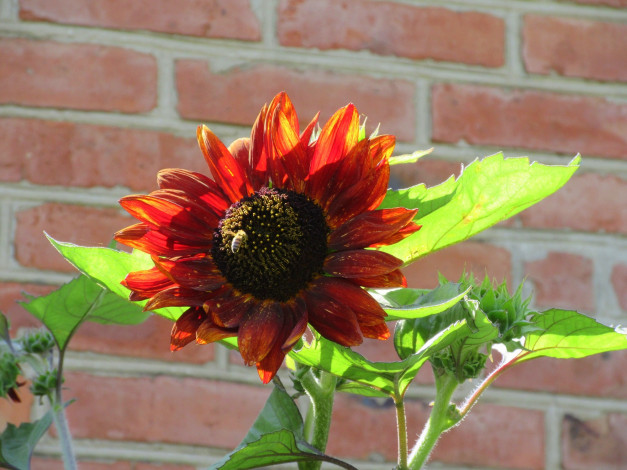 Обои картинки фото цветы, подсолнухи, цветок, подсолнух