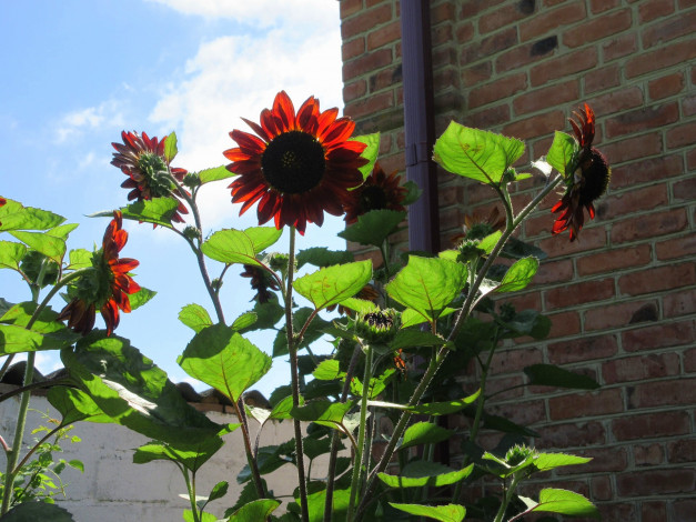 Обои картинки фото цветы, подсолнухи, подсолнух, цветок