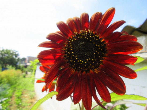 Обои картинки фото цветы, подсолнухи, подсолнух, цветок