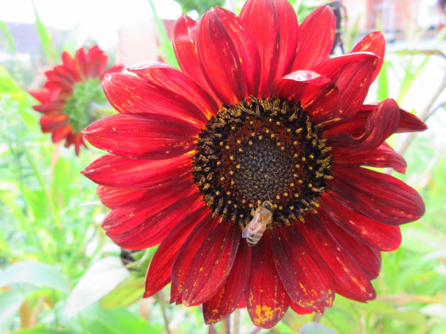 Обои картинки фото цветы, подсолнухи, подсолнух, цветок