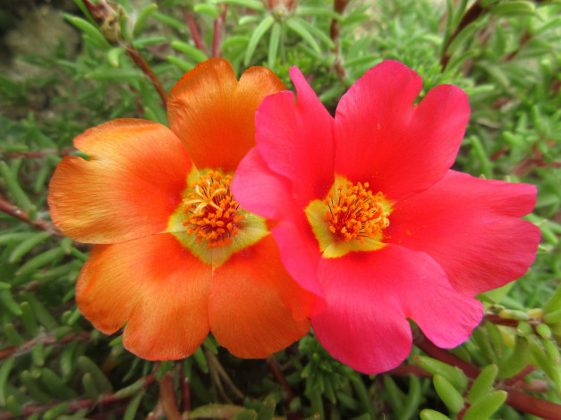 Обои картинки фото цветы, портулак, солонец