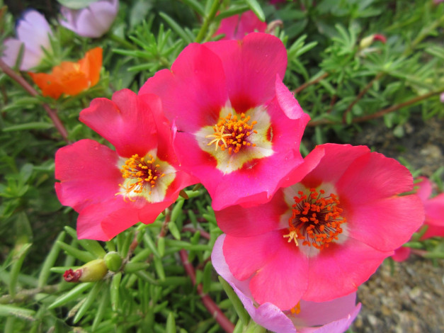 Обои картинки фото цветы, портулак, солонец, лето