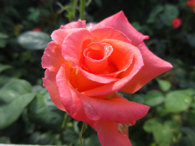 Обои картинки фото цветы, розы, оранжевая, роза