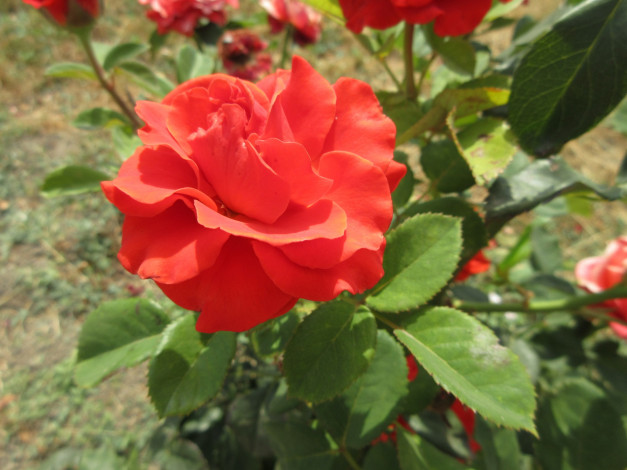 Обои картинки фото цветы, розы, оранжевая, роза