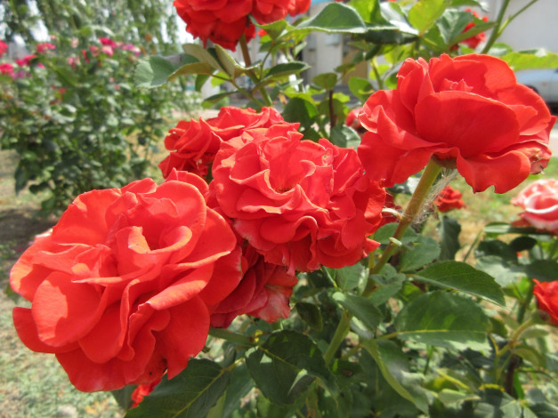 Обои картинки фото цветы, розы, оранжевые