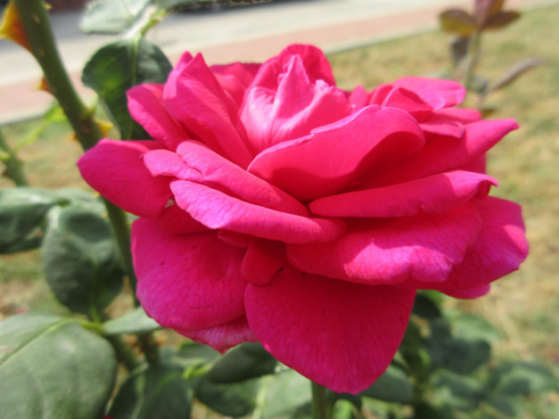 Обои картинки фото цветы, розы, роза