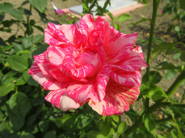 Обои картинки фото цветы, розы, розовая, роза