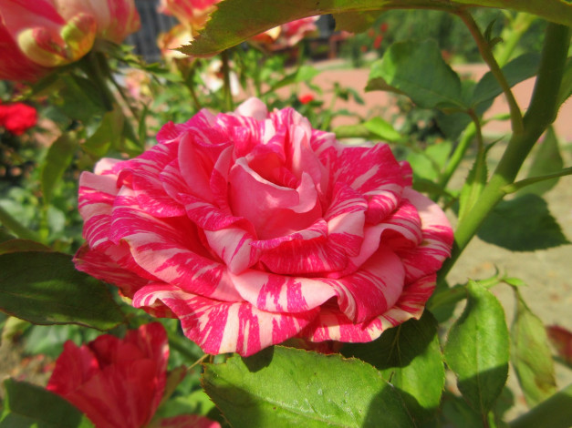 Обои картинки фото цветы, розы, розовая, роза