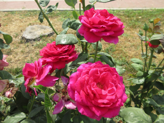 Обои картинки фото цветы, розы, розовые