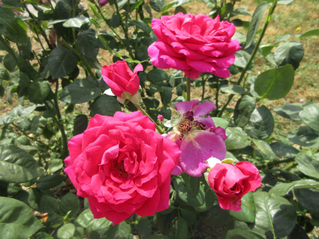 Обои картинки фото цветы, розы, розовые