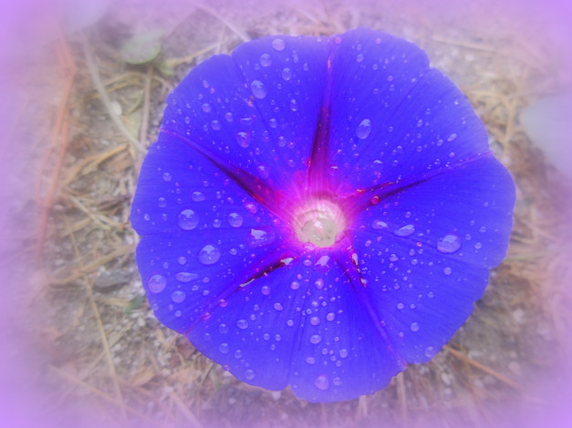 Обои картинки фото цветы, вьюнки,  ипомеи, вьюнок